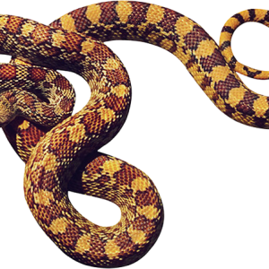Snake PNG image picture download free