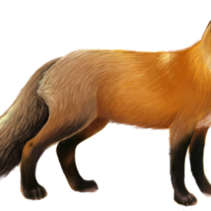 Fox PNG