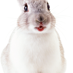 White rabbit PNG image