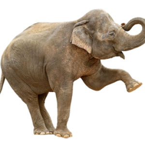Elephant PNG