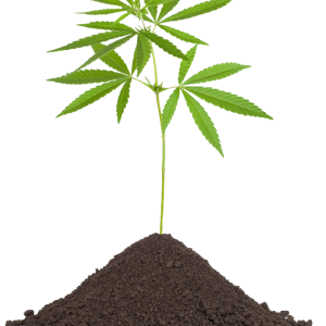 Cannabis PNG