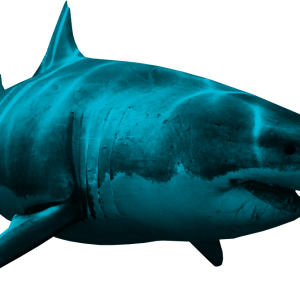 Shark PNG