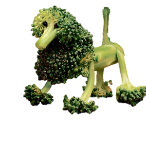Broccoli PNG