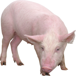 pig PNG image