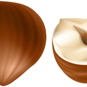 hazelnut PNG
