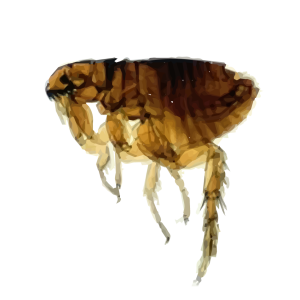 Flea PNG