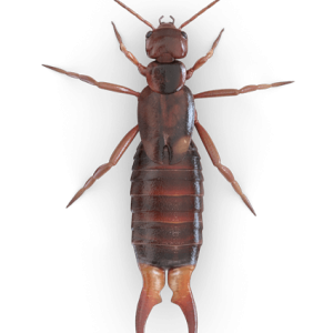 Earwig PNG
