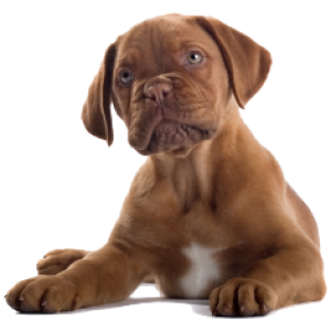dog png image, picture, download, dogs