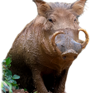 Boar PNG