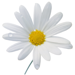 Camomile PNG image, free flower picture