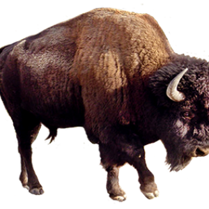 Bison PNG
