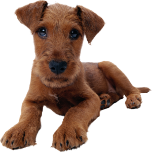 Dog PNG