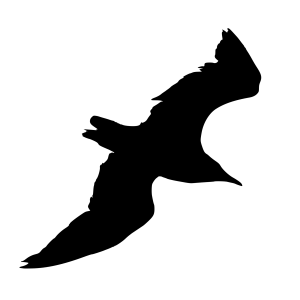 Gull PNG