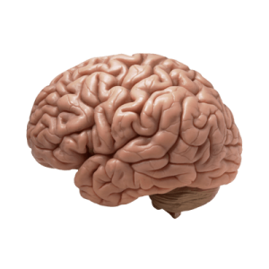Brain PNG