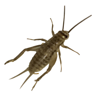 Cricket insect PNG