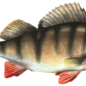 Fish PNG