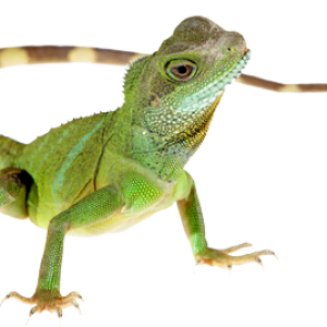 Lizard PNG