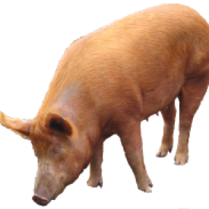 pig PNG image