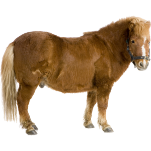 Pony PNG