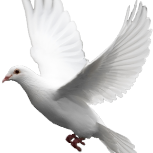 White flying pigeon PNG image