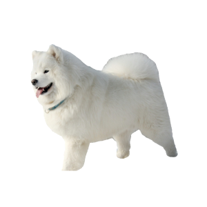 Samoyed PNG