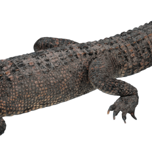 Crocodile PNG