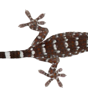 Gecko PNG