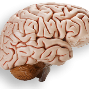 Brain PNG