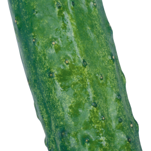 Long cucumber PNG with transparent background