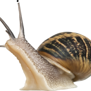 Snail PNG