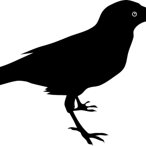 Raven PNG
