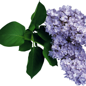 Lilac PNG