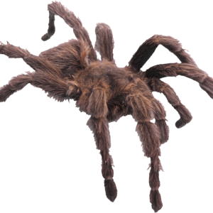 Spider PNG image