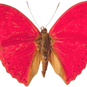 Pink butterfly PNG image, butterflies