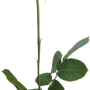 Rose PNG