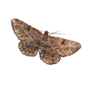 Moth PNG