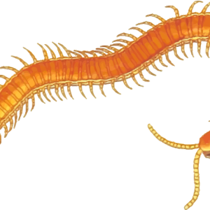 Centipede PNG orange image