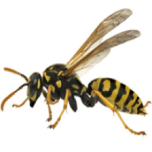 Wasp PNG