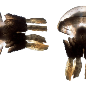 Jellyfish PNG