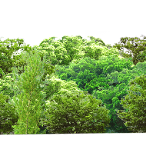 Forest PNG