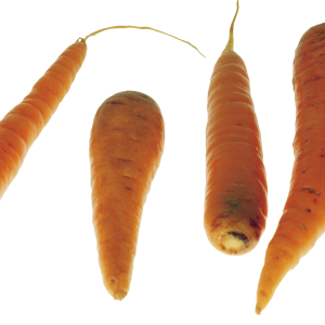 Carrots PNG image