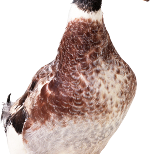 Duck PNG image