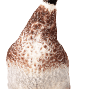 Goose PNG