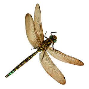 Dragonfly PNG