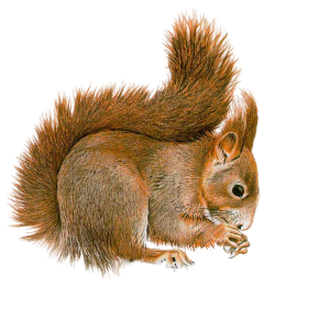 Squirrel PNG