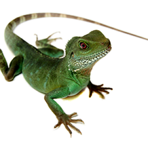 Lizard PNG