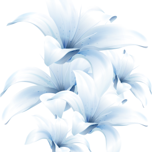 Lilium PNG