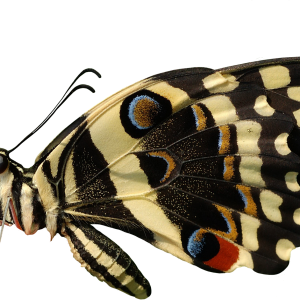 Butterfly PNG image