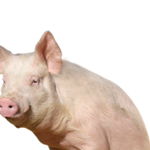 pig PNG image