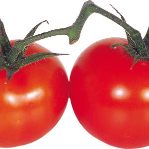red tomatoes on branch PNG